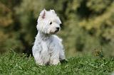 WESTIE 274